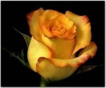i9_0N8dR1qefrmxo1_1280.jpg
