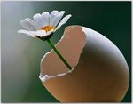 ot_pFqEG1qefrmxo1_1280.jpg