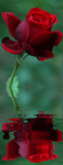 v_lMD3M1rx1h5po1_1280.gif