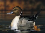 clair_duck2_174.jpg