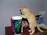 catdrink_204.jpg