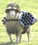 051129_sheep_106.jpg