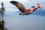 vogelgriep_307.jpg