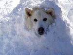 dog_snow_207.jpg