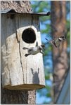 baby-common-goldeneye-ducks-leaving-nest-flying-for-first-time.jpg