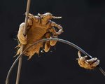 content-lice-pubic_lice.jpg
