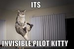 Cat.jpg