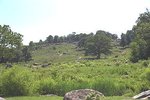 Little Round top.jpg