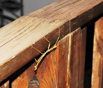 IMG_0297R.jpg