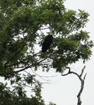IMG_0252R.jpg