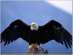 Bald_Eagle-Wingspan-108.jpg