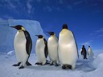 emperor_penguins_near_ekstrom_ice_shelf_weddell_sea_antarctica_330.jpg