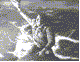 zzzzzzxstrangelove_212.gif