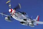 p51worrybird_122.jpg