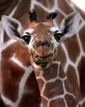 baby_face_158.jpg