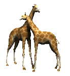 giraffes_rub_necks_lg_clr_866.gif