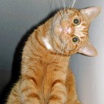 curious_536.jpg