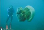 big_ass_jellyfish_178.jpg