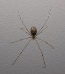 Spider_0987.jpg