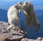 Goats-in-precarious-positions-01.jpg