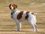 Brittany_Spaniel_standing.jpg