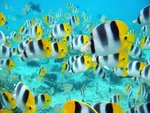 school_of_tropical_fish_tahiti_912.jpg