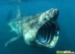 basking_shark_194.jpg