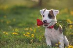 rose_116.jpg