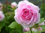 rose3_117.jpg