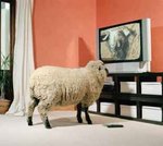 sheep_tv_114.jpg