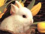 rabbit_649.jpg