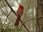 cardinal_481.jpg