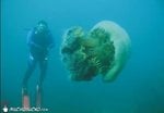 big_ass_jellyfish_125.jpg