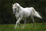 horse_376.jpg