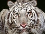 tiger_189.jpg