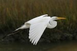 heron_564.jpg