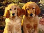 dog_3_150.jpg