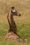 Babby Geraffe Living Desert Palm Desert CA-032 A.jpg