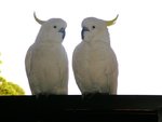 boids.jpg