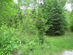 IMG_2264.jpg