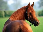 heres_looking_at_you_kid_arabian_117.jpg