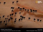 the_black_things_are_the_shadows_the_white_things_are_the_camels_144.jpg