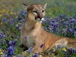 fragrant_wildflowers_cougar_110.jpg