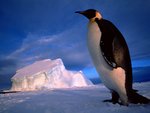 emperor_penguin_weddell_sea_antarctica__1600x1200__id_32086__premium_470.jpg