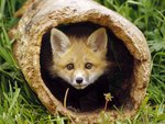 peek_a_boo_red_fox_t_339.jpg