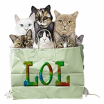 CatsInBagLOLz.gif