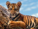 Tiger Cub - .jpg