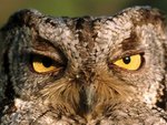 Western Screech Owl, Montana - .jpg