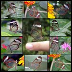 transparent-butterflies.jpg