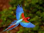 Red and Green Macaw in Flight, Brazil.jpg